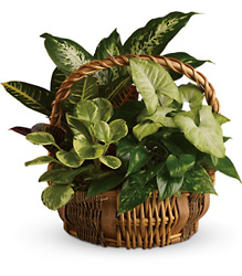 Emerald Garden Basket from Swindler and Sons Florists in Wilmington, OH